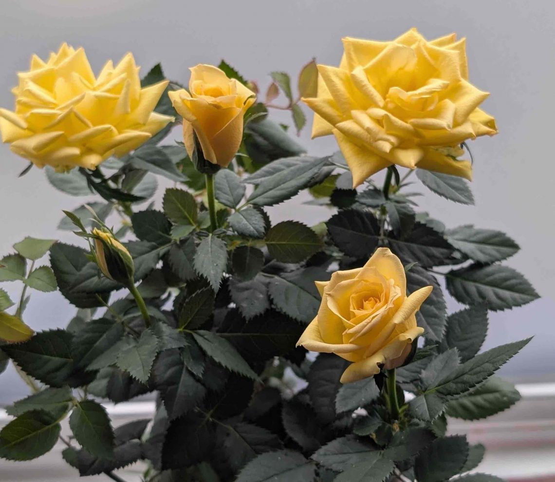a small yellow rose bush