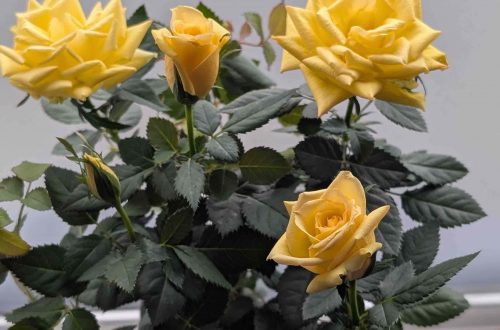 a small yellow rose bush