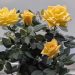 a small yellow rose bush